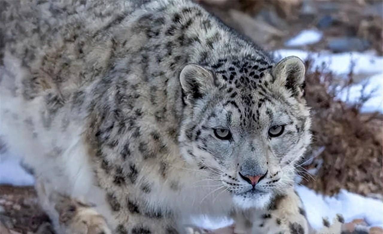 包含西藏雪豹备战战传媒大学，力争斩获一场胜利的词条